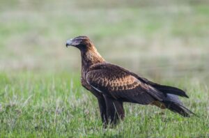 新卒の就活でエージェントを活用した早期内定の取り方は？